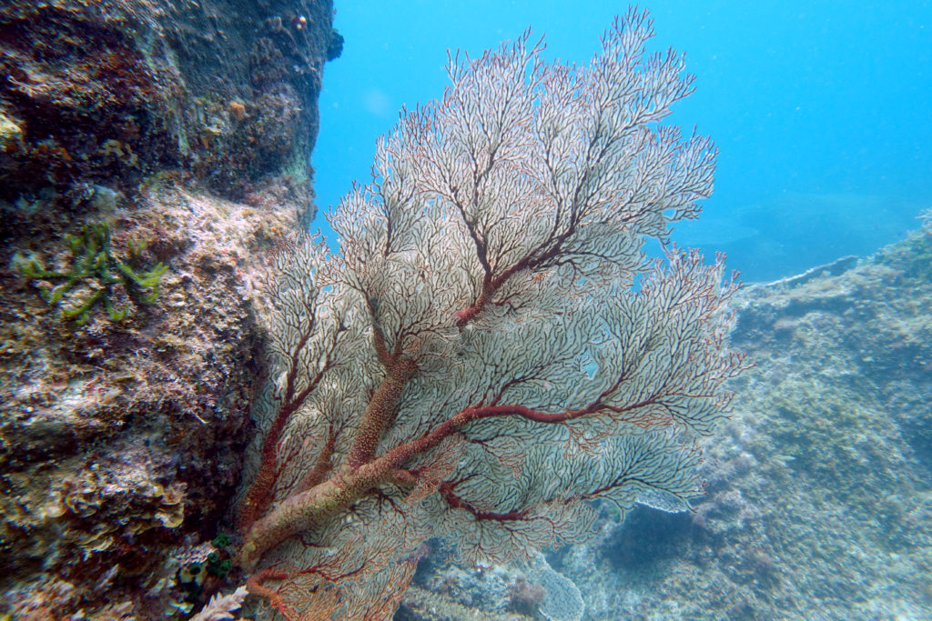 イソバナ 珊瑚 と は
