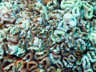 サンゴ個体の拡大