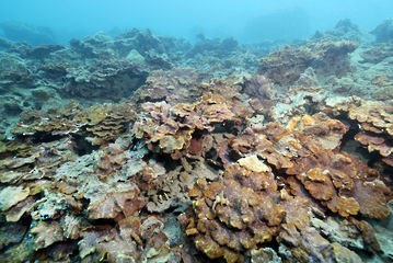 高被度のカワラサンゴ群集