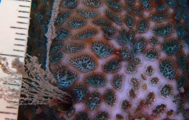 サンゴのアップ